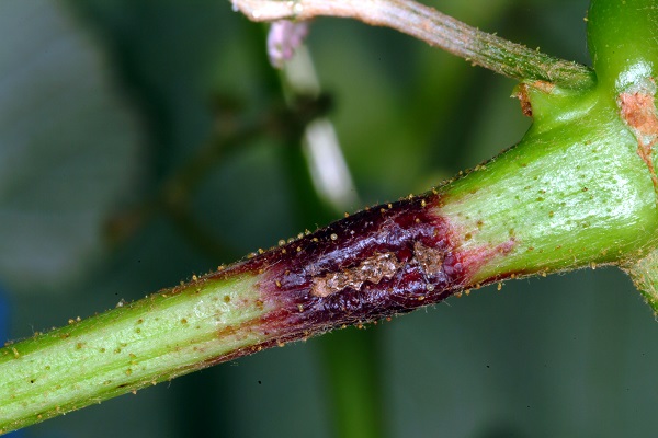 Grape cane gallmaker damage.