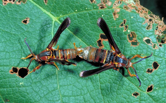 Mating pair of grape root borer moths.