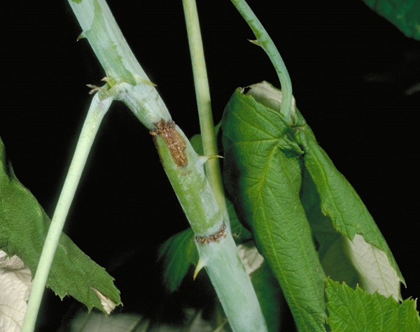 Figure 2. Raspberry cane borer damage.