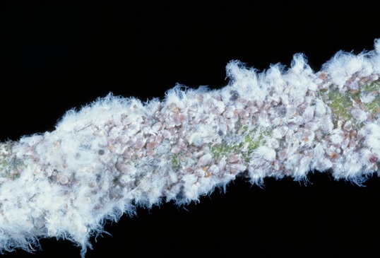 Figure 2. A colony with the wax removed to reveal the live pinkish-purple aphids.