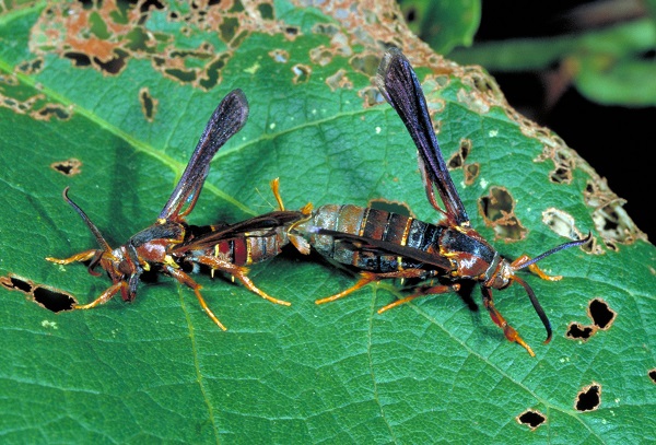 Figure 1. Mating pair of grape root borer moths.