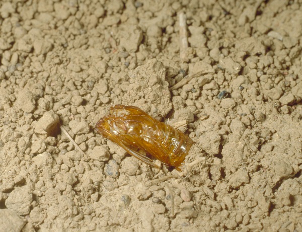 Figure 2. Grape root borer pupal skin partially visible in soil.