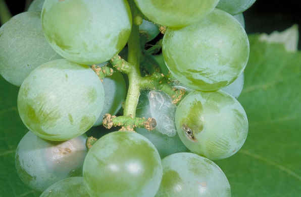 Figure 2. Grape berry moth damage and webbing.