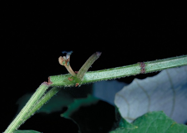 Figure 2. Grape cane girdler damage.