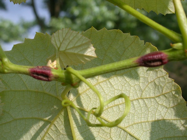 Figure 4. Grape cane gallmaker damage.