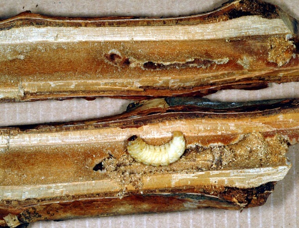 Figure 1. Raspberry crown borer and tunneling damage.