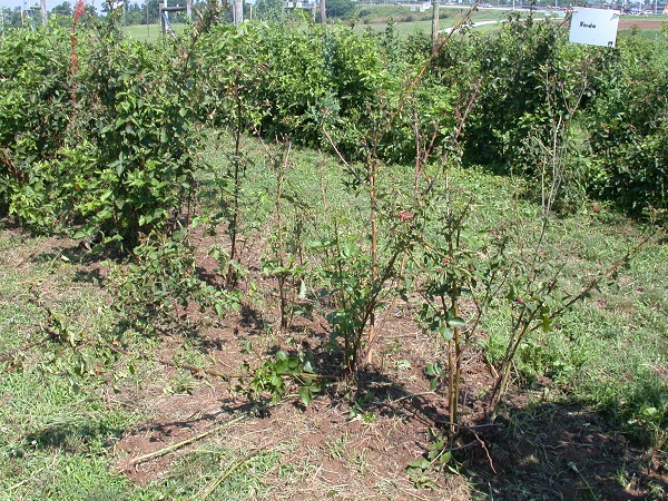 Figure 2. Waste material from raspberry crown borer pushed out of stems.