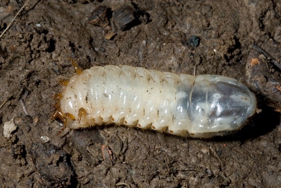 Figure 2. Green June beetles travel by crawling on their backs.