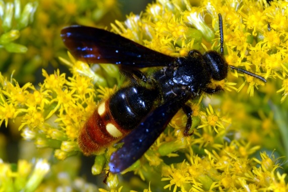 Figure 3. Scolia dubia is a naturally occuring wasp that parasitizes green June beetle grubs.