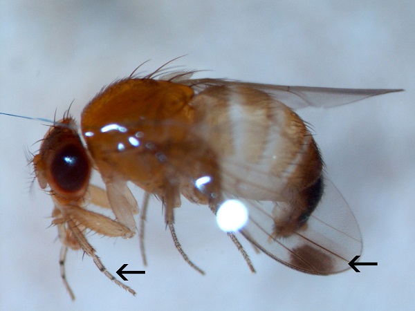 Figure 2. A male SWD showing the wing spot and front legs 'banding.'
