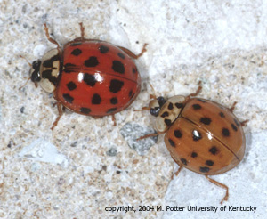 Asian Lady Beetle Infestation of Structures