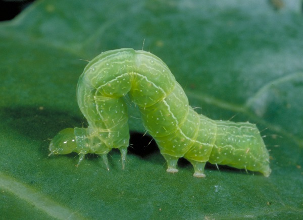 Figure 1. Cabbage looper arches its back when moving.