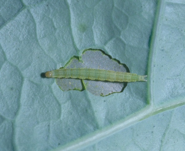 Figure 3.  Diamond back larvae feed partway through the leaf and have a forked tail.