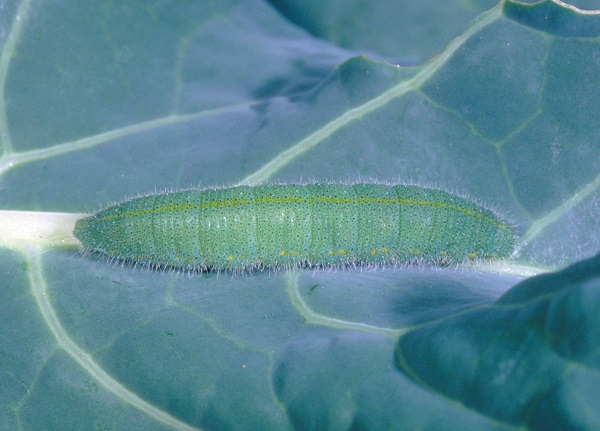 Figure 4. Imported cabbageworm often feeds on young leaves in the bud.