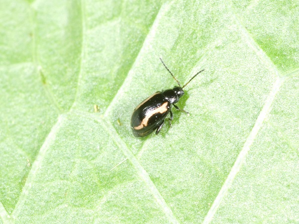 Figure 7. Flea beetles leave small round holes in leaves.