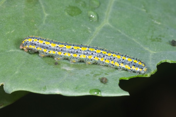 Figure 9. Southern cabbageworm is a sporadic fall pest.