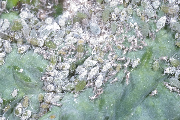 Figure 10. Cabbage aphids can be common during cool weather.