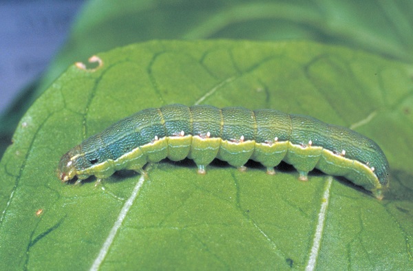 Figure 2. Beet armyworm is an occasional pest in Kentucky.