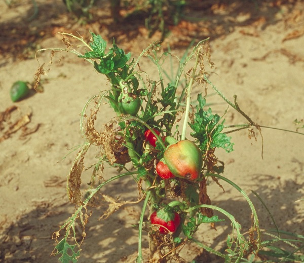 Figure 3. Beet armyworm damage can be severe.