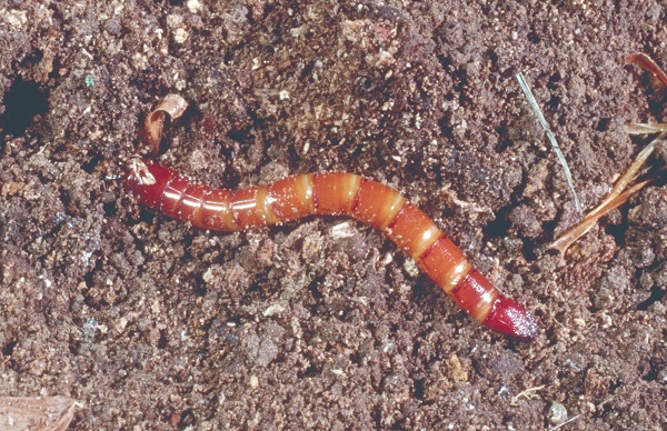 Figure 1. Wireworm damage leaves holes in tubers.