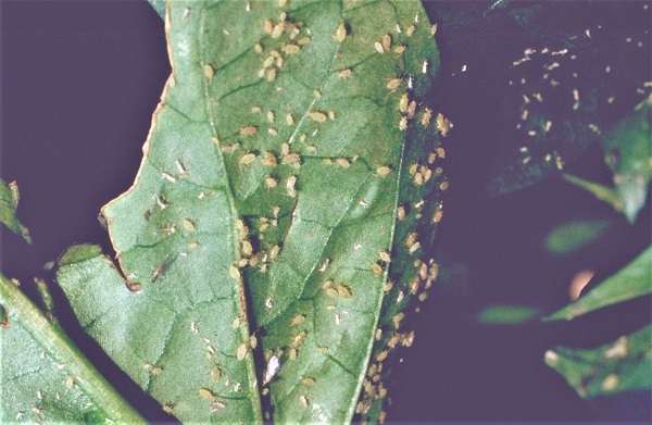 Figure 4. In some years aphids can be problematic.