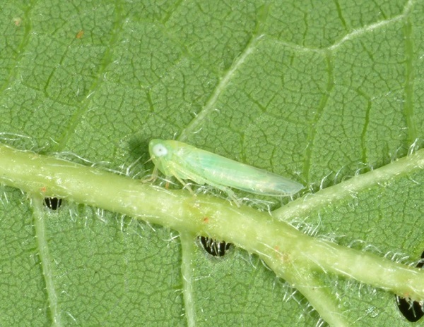 Figure 5. Potato leafhopper migrates from southern overwintering areas each summer.