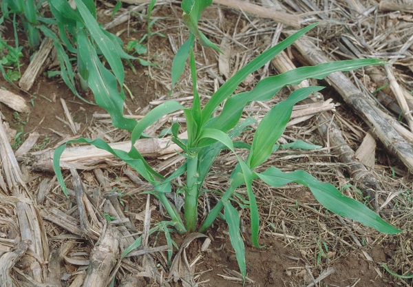 Figure 3. Four irregular holes across a leaf are characteristic of stink bug damage.