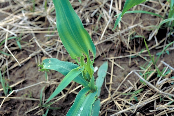 Figure 4. Stink bug damage to the growing point can cause tillering of the plant.