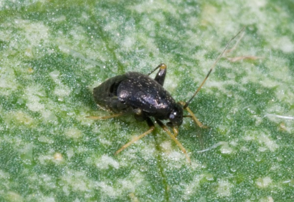 Figure 1. Fleahoppers jump when disturbed and leave damage similar to mite stippling.