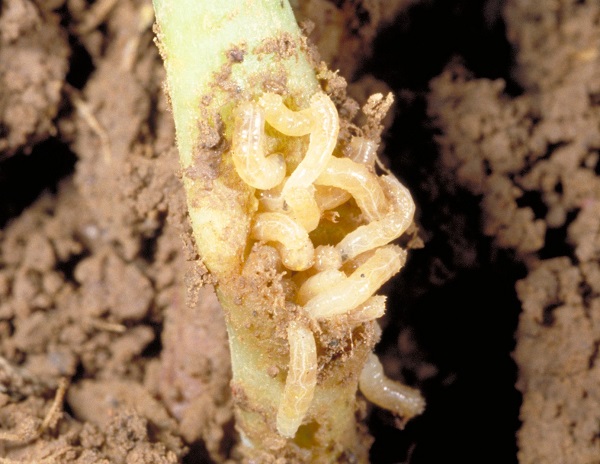 Figure 1. Seedcorn maggots on broccoli seedling and their damage.