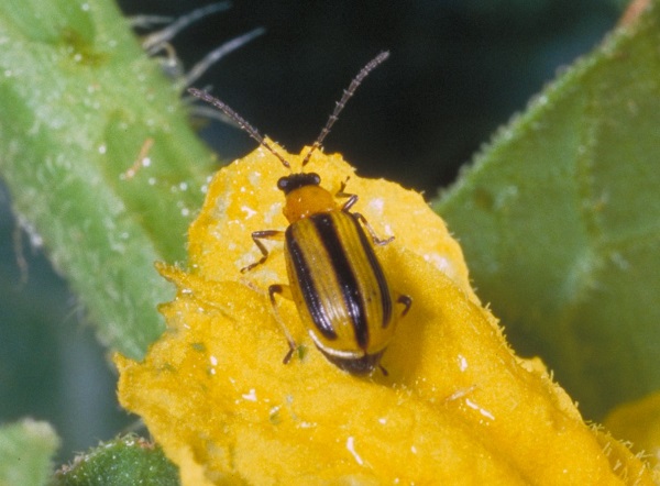 Identify and Control Cucumber Beetles (Striped and Spotted)