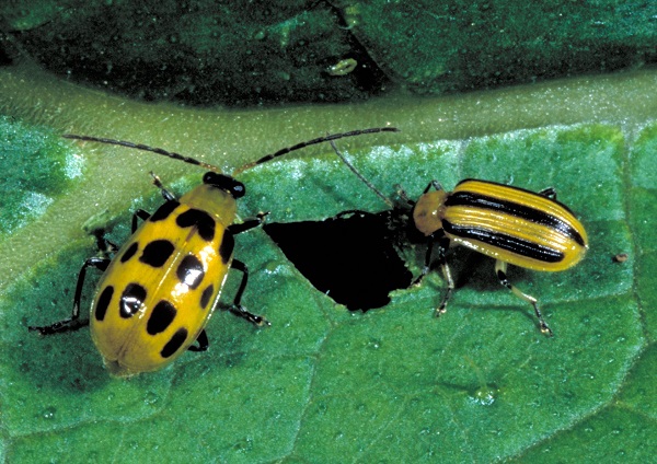Figure 2. Spotted cucumber beetle (left) is larger on average than striped cucumber beetle (right).