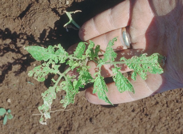 8 Major Pests of Tomato Plants and their Natural Control