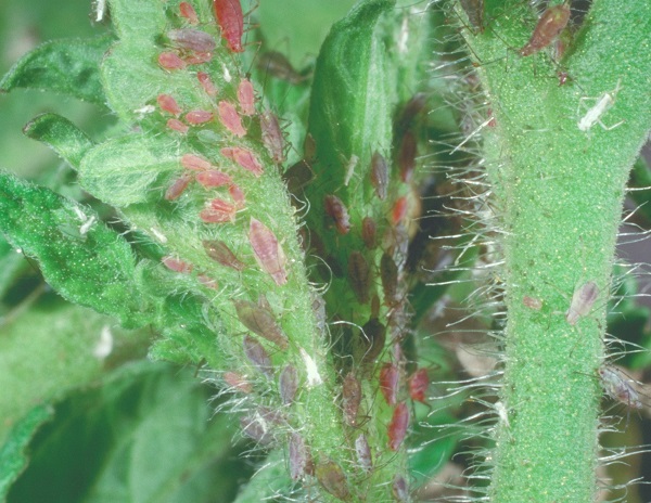 Figure 2. Potato aphid is a common aphid pest of tomato.