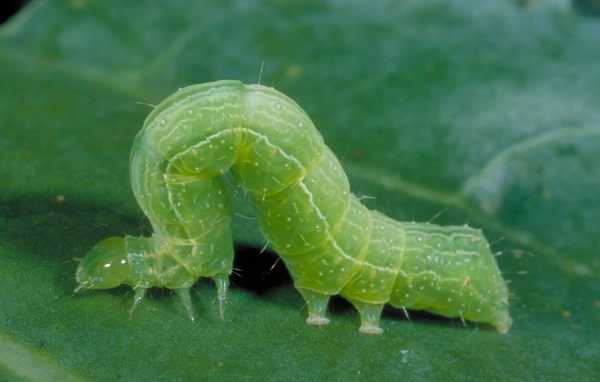 Figure 7. Cabbage looper. Its name comes from the looping-motion as it crawls.