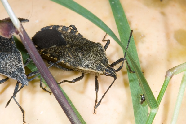 Squash Vine Borer and Squash Bug | Entomology