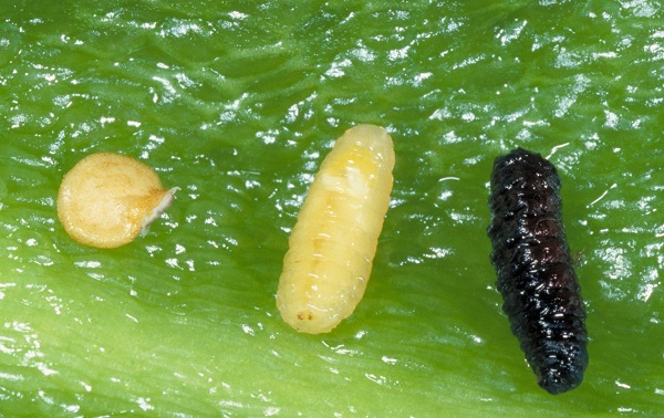 Figure 1. Pepper seed, pepper maggot pupa and larva inside a pepper fruit.