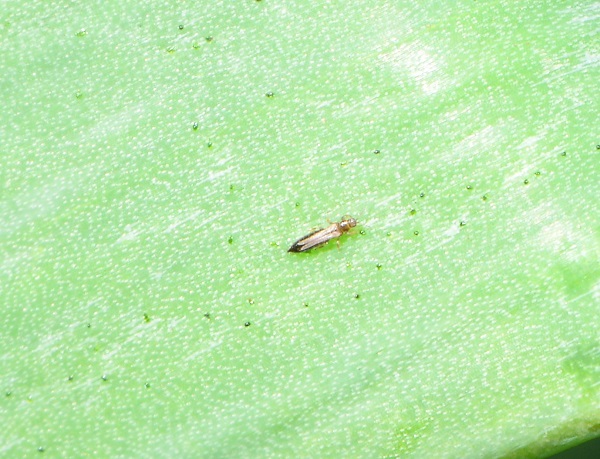 Figure 1. An onion thrips and its damage.