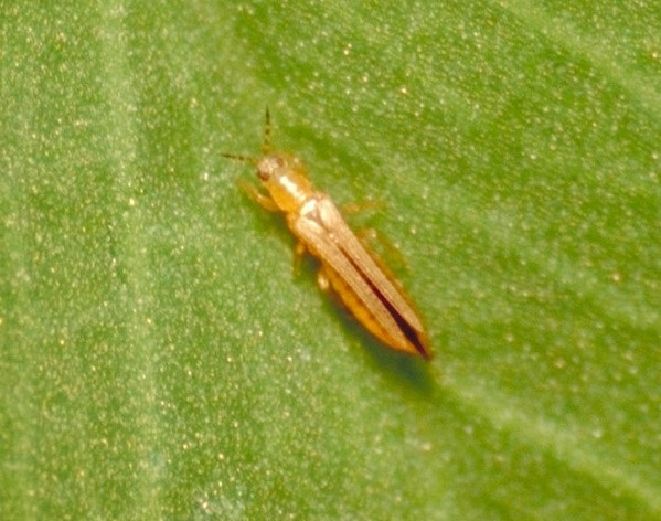 Figure 2. A western flower thrips.