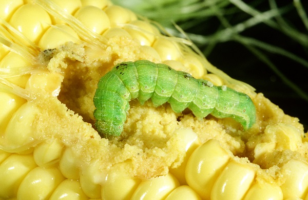 Figure 2. Although variable in color, corn earworm larvae feel rough to the touch.