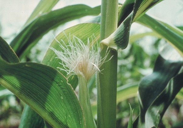 Figure 3. Initial corn earworm sprays are applied when silks first emerge.