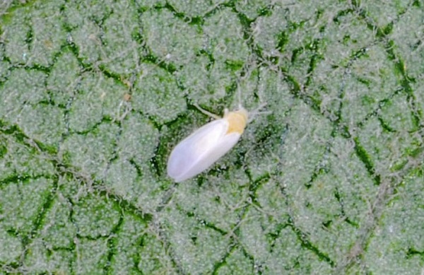Figure 1. Silverleaf whitefly tends to hold its wings close to the sides of its body.
