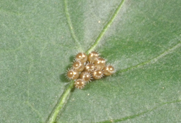 Figure 3. The eggs look different from other stink bug eggs in that each has a crown of spines.