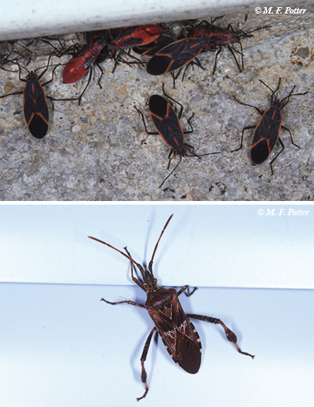 Boxelder Bugs  University of Maryland Extension