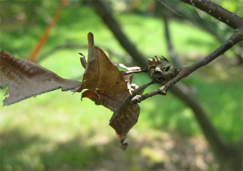 Once the wasps emerge, galls become woody and dry, and can remain on the tree for several years. Small leaves remain attached to the galls during the winter; these are highly visible and are useful in detecting infestations.