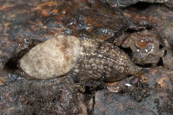 Figure 2. Slug species vary in size and color.