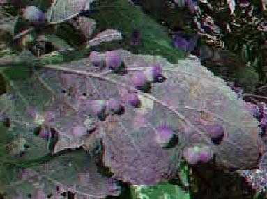 Hackberry Galls