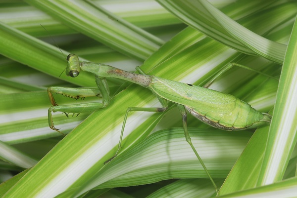 Figure 1A European preying mantis female.