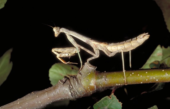 Figure 5. A Carolina mantis nymph. 