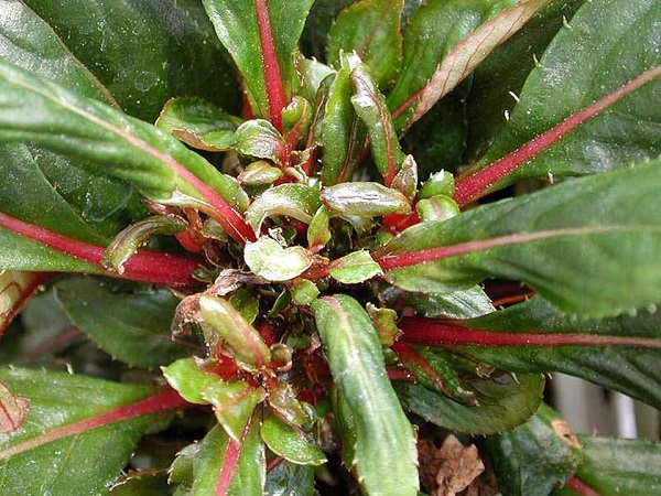 Figure 1. Cyclamen mite damage to New Guinea impatiens.